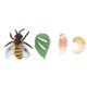 thumbnail image 4 of Imitation Honey Bee Model for Educational Use 1Set Plastic Toy, 4 of 5