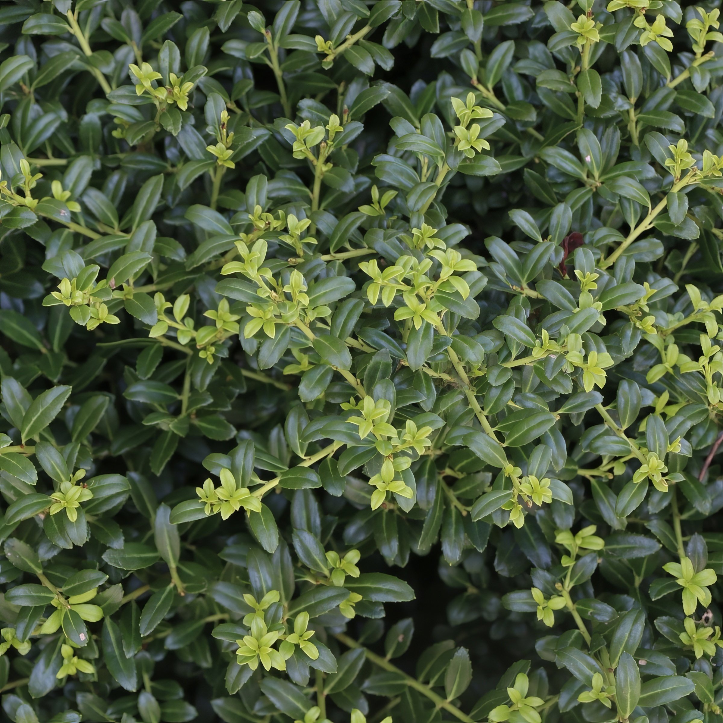 National Plant Network 1 gal Holly 'Soft Touch' Live Shrub with Full Sunlight