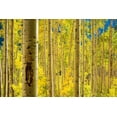 thumbnail image 2 of Aspen Trees Forest Wall Mural by Wallmonkeys Peel and Stick Graphic (48 in W x 32 in H) WM36129, 2 of 4