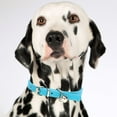 thumbnail image 5 of Minimalist Candy Color Pet Collar Adjustable Leather Neckband for Cats and Dogs with Secure Buckle Design, 5 of 5