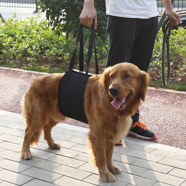 Arnés de soporte para perros, elevador para perros negro y soporte de seguridad para perros Diseño de última generación