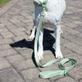 thumbnail image 6 of Vibrant Life Neoprene Cushioned Monochrome Leash for Medium & Large Dogs, Sage Green, 6 ft, 6 of 9