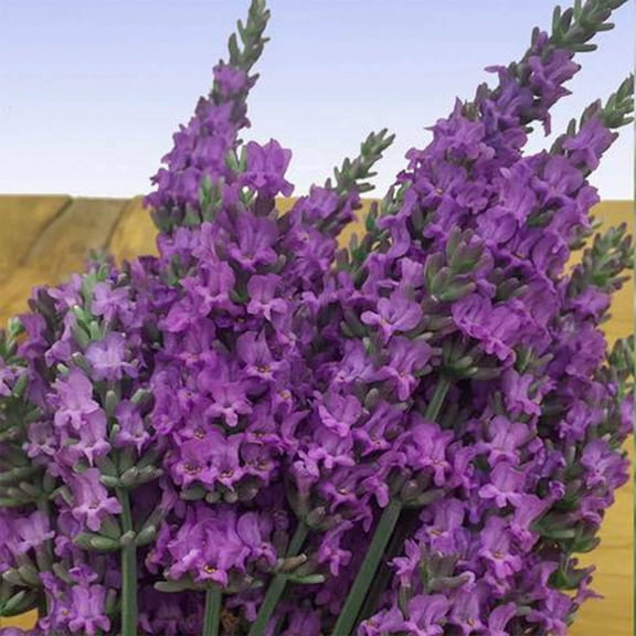 Direct Gardening Senational! Lavender Dormant Bare Root Purple Flowering Perennial Starter Plant