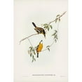 thumbnail image 2 of Gould, John 17x24 Black Modern Framed Museum Art Print Titled - Yellow-breasted Flycatcher-Machaerirhynchus flaviventer, 2 of 4