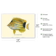 thumbnail image 2 of Lauhau (Chaetodon Fremblii) - Hawaiian Bluestripe Butterflyfish - from Fishes of Hawaii - Vintage Hawaiian Color Postcard c.1905 - Master Art Print 10in x 14in, 2 of 4