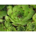 thumbnail image 2 of 25 * Seeds MIXED HENS & CHICKS Chickens Succulent Sempervivum Flower, 2 of 5