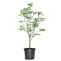 Expert Gardener 2-3 ft. Tall Pink Dogwood Live Tree in 3- Gallon Grower Pot