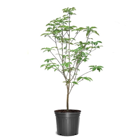 Expert Gardener 2-3 ft. tall Blue Ray Dogwood Live Tree in 5- Gallon Grower Pot
