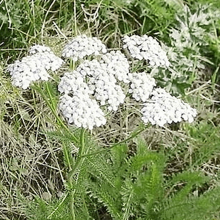 Yarrow Seeds Everwilde Farms - 2000 Western Yarrow Native Wildflower Seeds - Gold Vault Jumbo Bulk Seed Packet ()