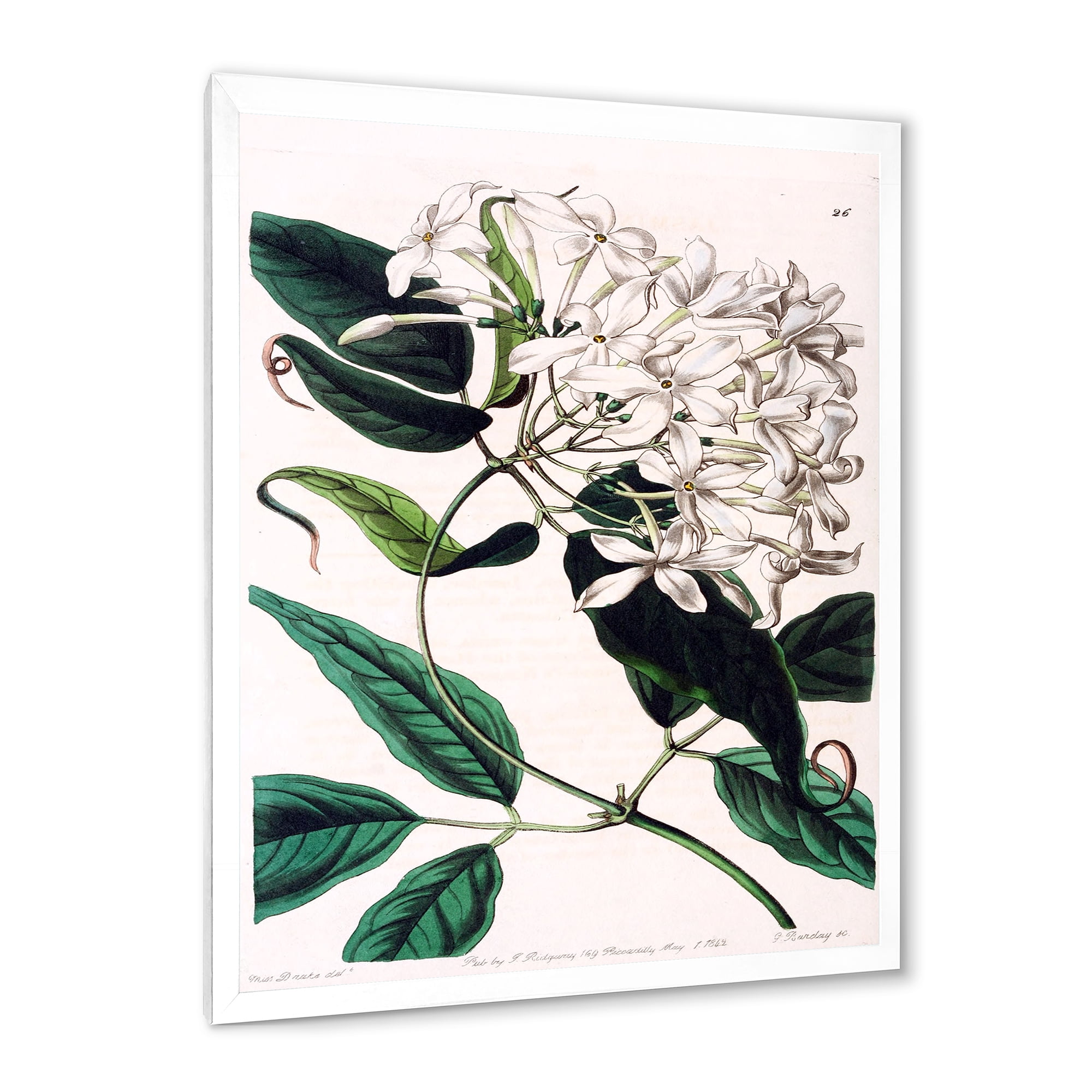 Designart 'Ancient Plant Life XXIV' Traditional Framed Art Print