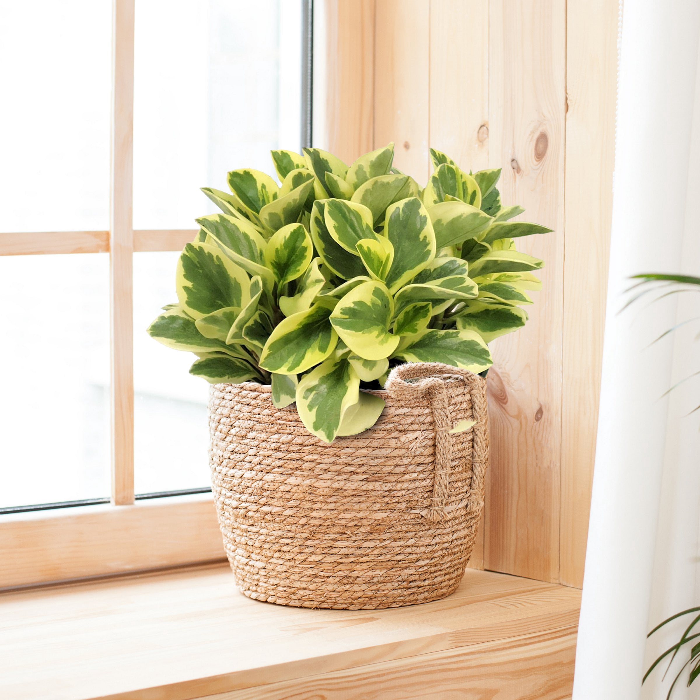 6 in. Peperomia Citrus Twist Plant in Grower Container