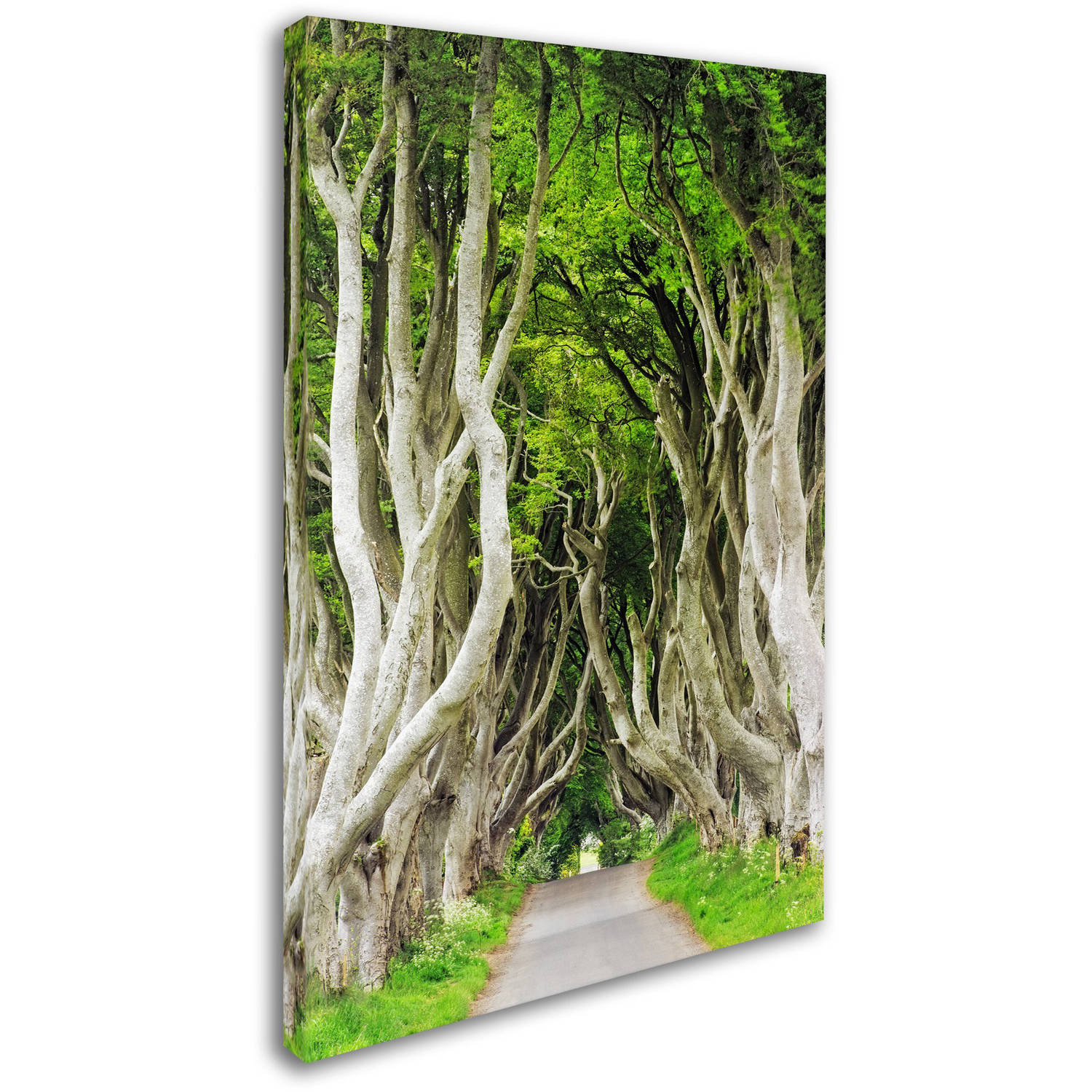 Trademark Fine Art "The Dark Hedges" Canvas Art by Philippe Sainte-Laudy