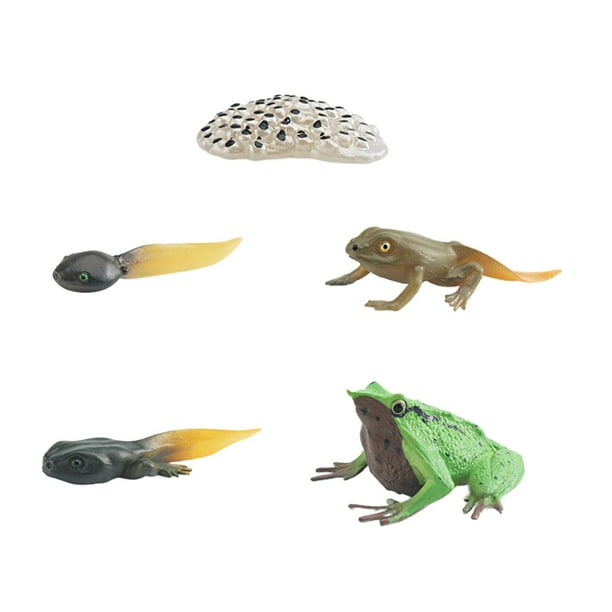 Adornos para pastel preescolar de ciclo de crecimiento de rana, regalos de cumpleaños, materiales de enseñanza, juguetes , figura del ciclo