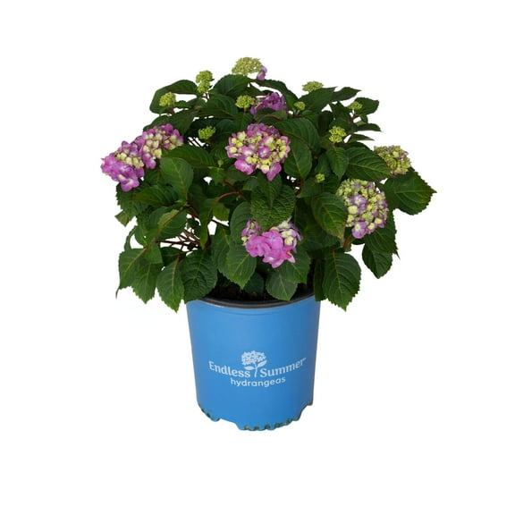 Endless Summer BloomStruck Reblooming Hydrangea Live Shrub in 2-Gallon Grower Pot