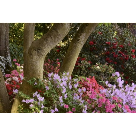 Spring Colors at Crystal Springs Rhododendron Garden, Oregon, USA Print Wall Art By Michel (Best Time To Visit Crystal Springs Rhododendron Garden)