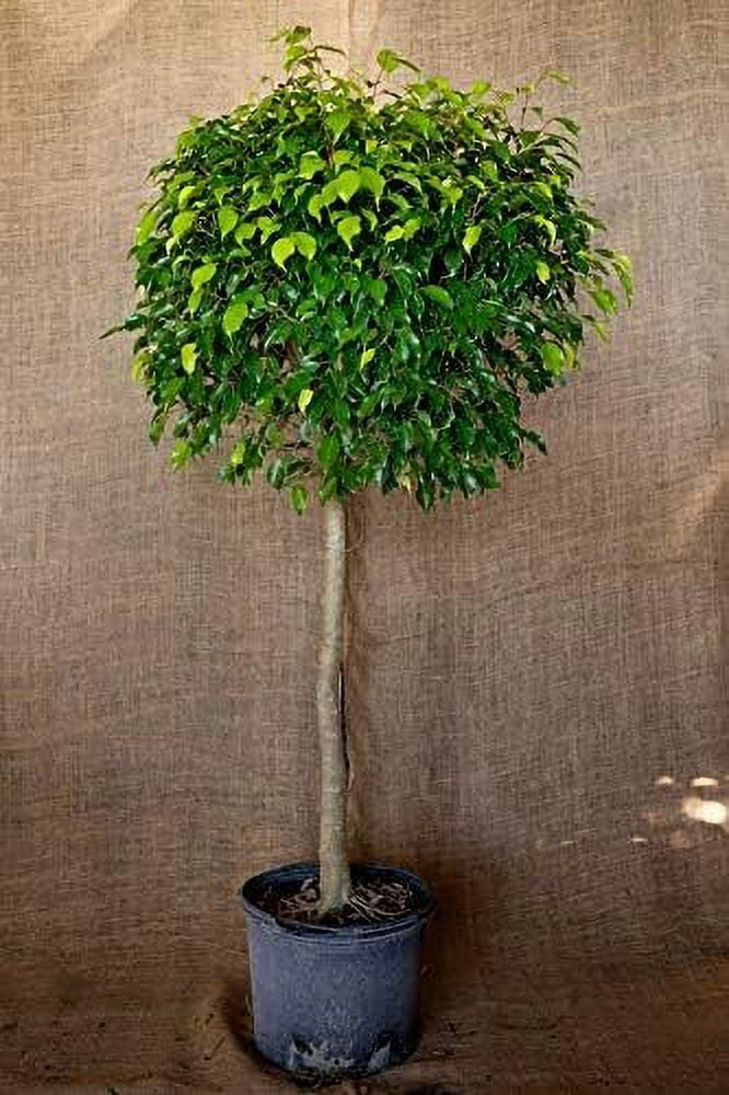 Ficus Benjamina Weeping Fig Standard - Live Plant in a 10 Inch Pot - Ficus Benjamina - Beautiful Ornamental Interior Tree