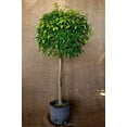thumbnail image 3 of Ficus Benjamina Weeping Fig Standard - Live Plant in a 10 Inch Pot - Ficus Benjamina - Beautiful Ornamental Interior Tree, 3 of 5