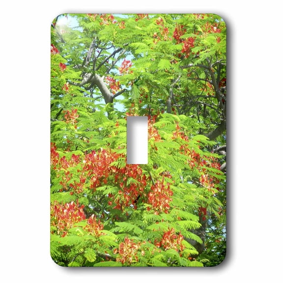 3dRose, Poinciana Tree, single toggle switch