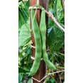thumbnail image 2 of New Mexican Appaloosa Pole Bean Seeds: Full Sun Annual, Rare Heirloom, Summer Grown, Multi Color, 2 of 6
