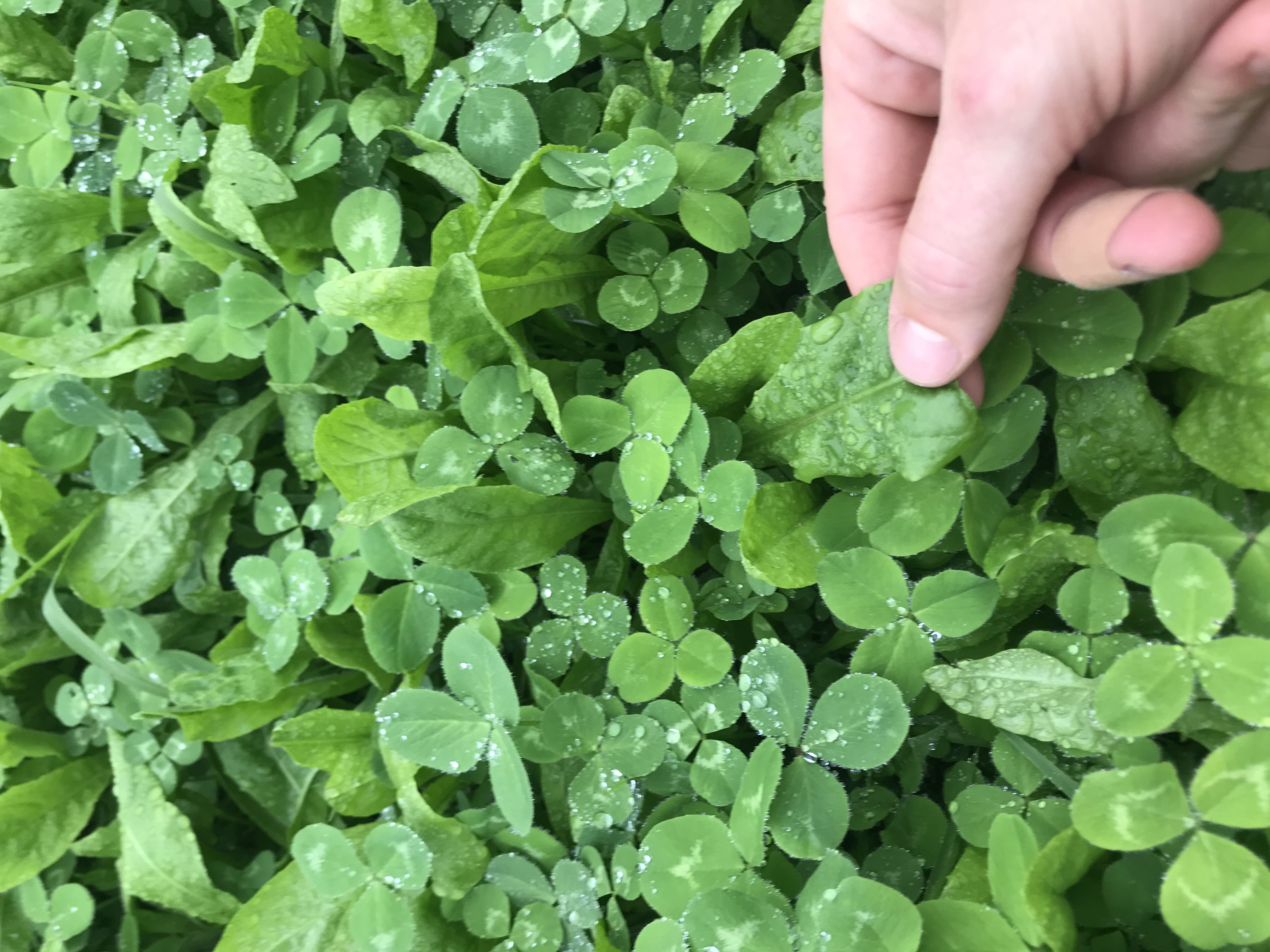 Hale Habitat & Seed Clovers, Alfalfa, & Chicory Food Plot Seed Mix, Perennial Year-Round Attractant, 1/2 Acre