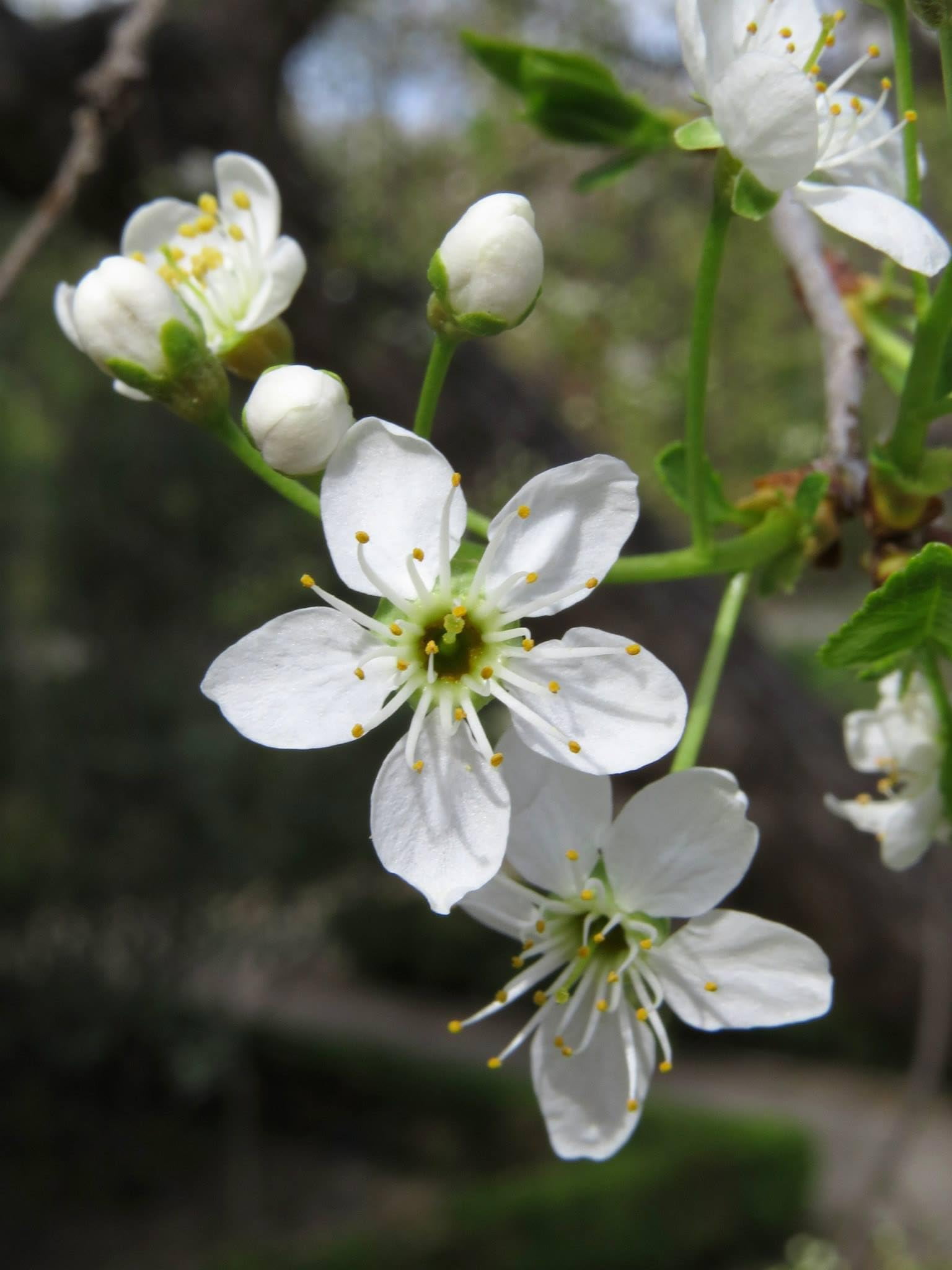 Arabian Cherry Tree | Premium Seeds | Prunus mahaleb 'Spring' | Plants'® (Premium Seeds, 100)