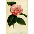 thumbnail image 3 of Anonymous 17x24 Black Modern Framed Museum Art Print Titled - Camelia Japonica, 3 of 5