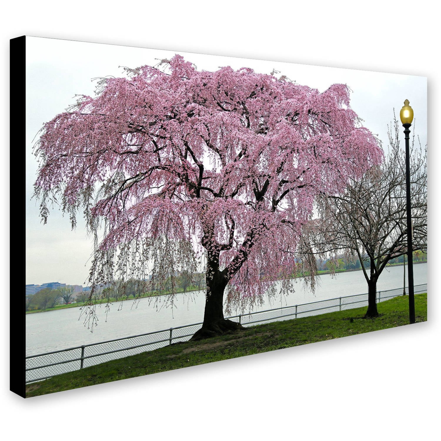 Trademark Fine Art "Cherry Tree" Canvas Art by CATeyes