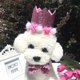 thumbnail image 2 of Sombrero de Cumpleaños para Perro Yinane Diadema Rosado, 2 of 8