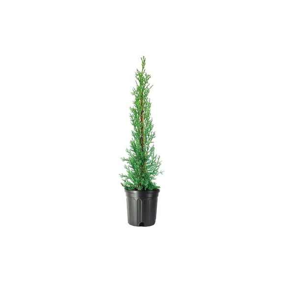 Italian Cypress Tree  3 Large Gallon Size Trees  Cupressus Sempervirens  Formal Elegant Mediterranean Style Plants