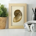 thumbnail image 6 of Sealife Collection V - Framed Print w/glass - Natural Wood, 6 of 8