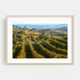 thumbnail image 2 of Tuscan Countryside - Vineyards of San Gimignano - Tuscany Italy Photography Unframed Wall Art Print 16 x 24 inches, 2 of 7