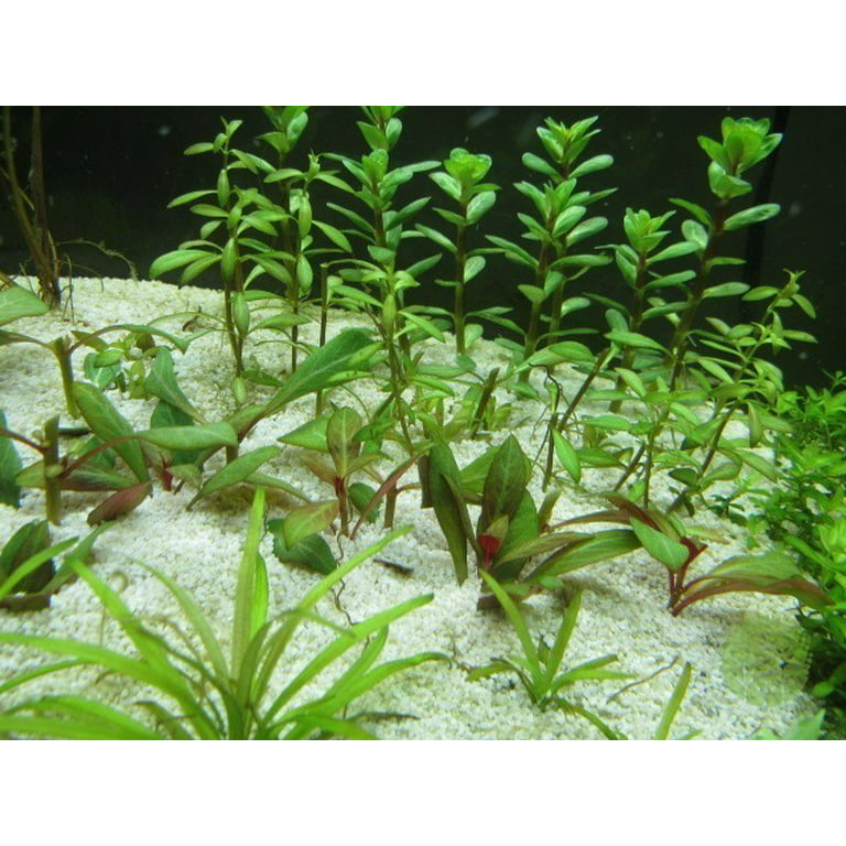 Vietnamese Rotala (Vietnam Hr'a) Bunch Live Aquarium Plants Buy2 Get1 Free, Size: 5-8 Inches, Green