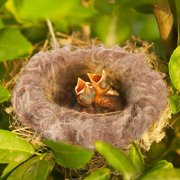 40g Bird Nesting Material Jute Bird Nests Bedding Material Mixing Canary Nesting Material Finch Parakeet Nesting Materials for Hummingbird Hamster Cage Gardens Tree Trunks Cotton Wool Brown DIY
