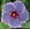 Blue Jean Baby, variant on Hibiscus Cajun Color Live Plant Tropical Flowering Shrub Blue Jean Baby Starter Plant, Hibiscus Hybrid for Garden or Patio Exotic Blue Jean Baby Flowers, Perennial Hibiscus Starter Plant