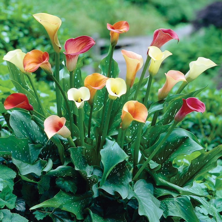 Expert Gardener Calla Lily Mix (Set of 3 Dormant Bulbs) Partial
