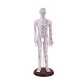 thumbnail image 2 of HILABEE Human Body Model Portable Color Coded Markings for Teaching Student Training White Male, 2 of 7