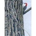 thumbnail image 2 of Szatkowski, Fred 15x18 Gold Ornate Wood Framed with Double Matting Museum Art Print Titled - Red Bellied Woodpecker II, 2 of 4