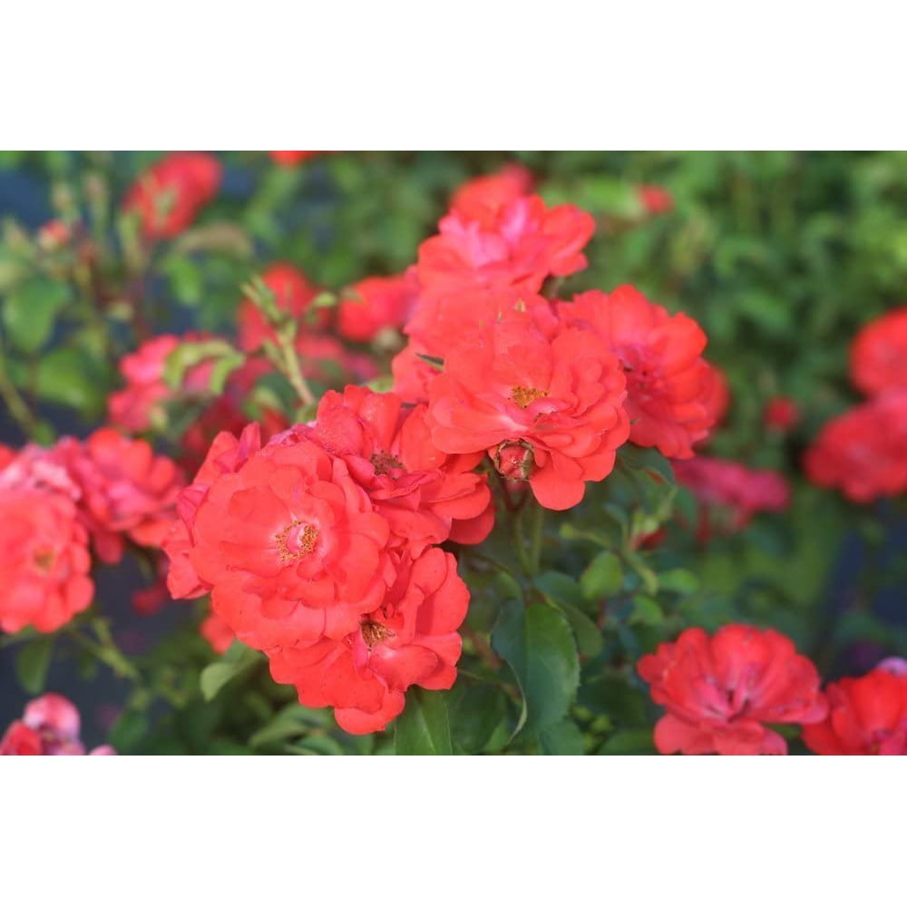 3 Gal. Coral Drift Rose Bush Winter hardy Rose Bush