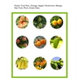 thumbnail image 4 of Outil de Ramassage de Fruits, Panier de Ramassage de Fruits, Outil de Ramassage de Fruits Multifonctionnel Détachable, Tête de Ramassage de Fruits Réglable, Outil de Récolte de Fruits pour Tuyau de 3cm de Diamètre, 4 of 7