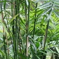 thumbnail image 5 of Bamboo Palm - Live Plant in a 4 Inch Growers Pot - Chamaedorea Seifrizii - Rare Palms from Florida, 5 of 5