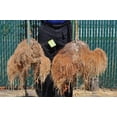 thumbnail image 4 of Roots Organics ROBW Big Worm Premium Worm Castings Fertilizer, 1 Cubic Feet, 4 of 12