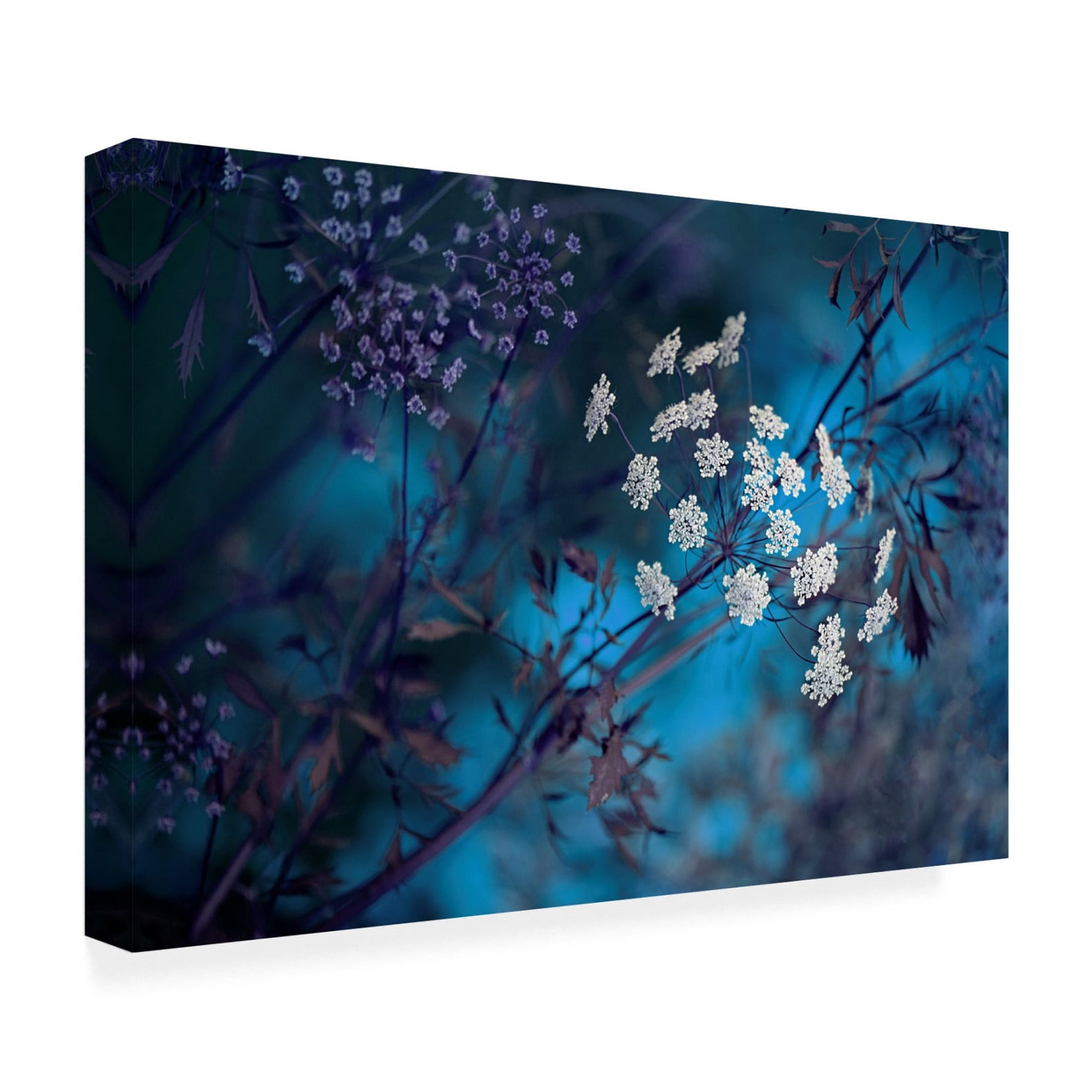 Canvas Wall Art - Jacky Parker 'Queen Annes Lace' Wall Art for Living Room, Bedroom, or Office D?cor by Trademark Fine Art - 47 x 30 Inches