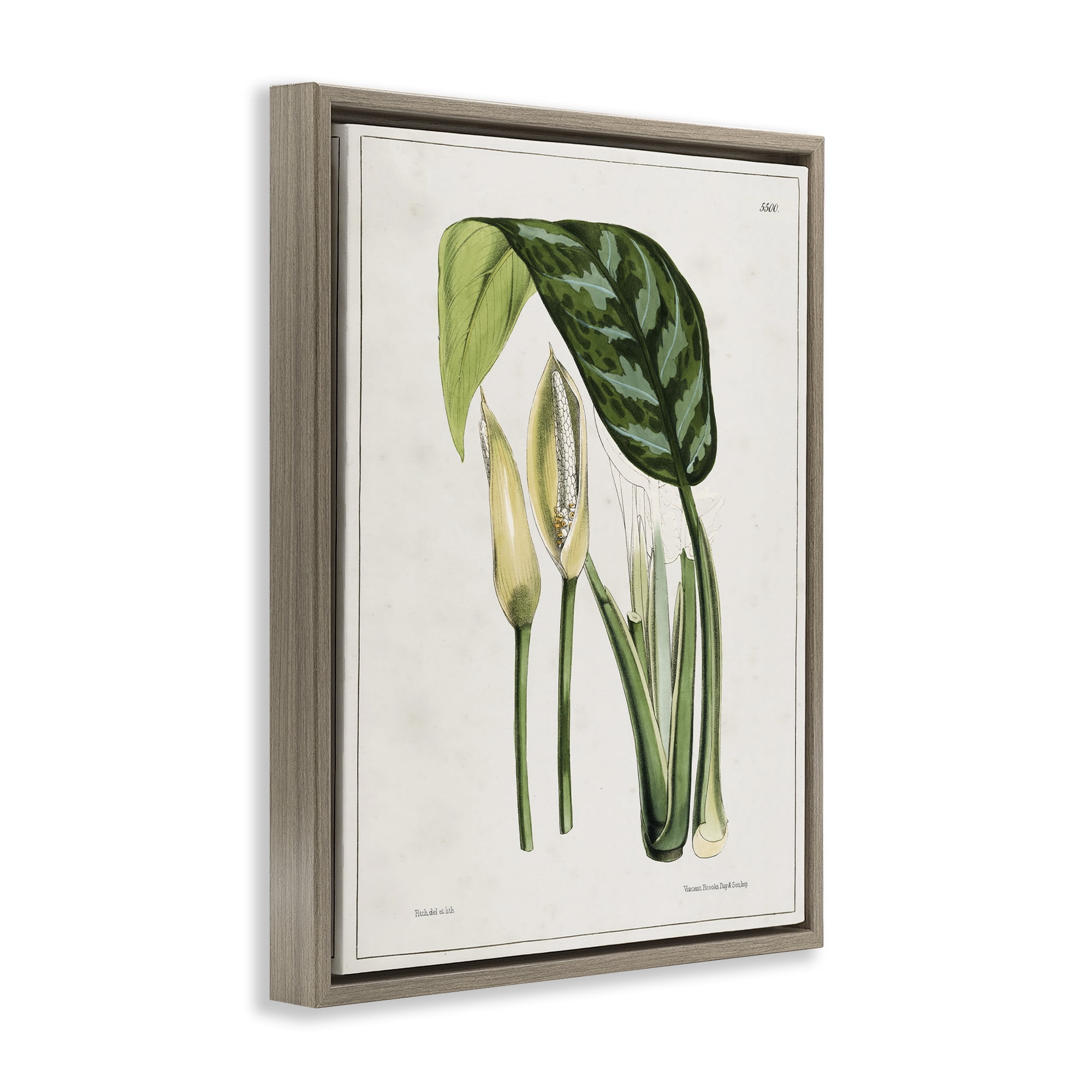 Stupell Industries Pond Plant Study Plants & Flowers Painting Brown Floater Framed Canvas Art Print Wall Art, 25 x 31