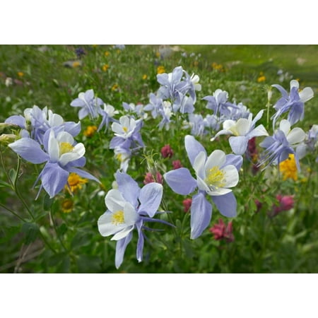 Colorado Blue Columbine flowers American Basin Colorado Poster Print by Tim Fitzharris (9 x (Best Flowers For Colorado)