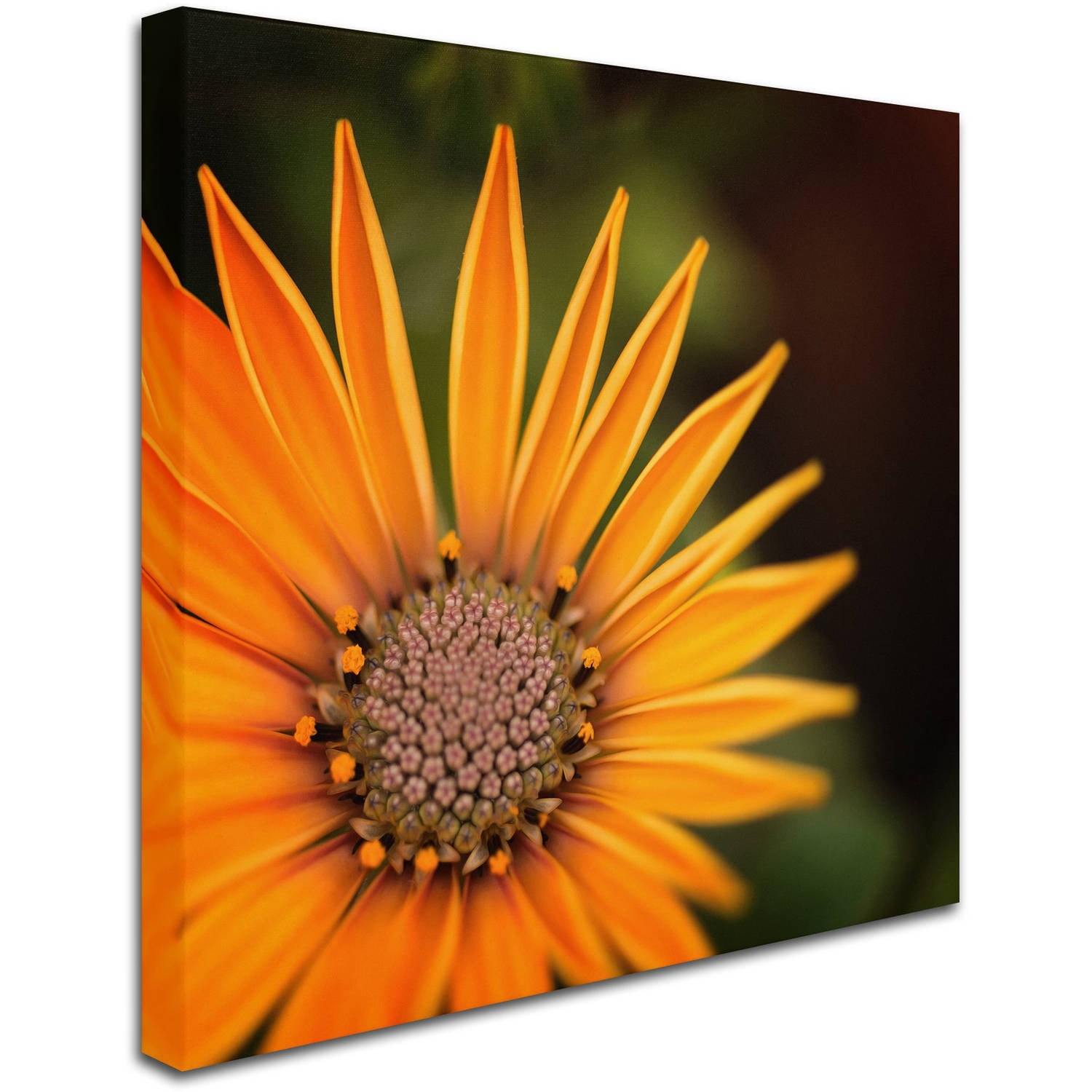 Trademark Fine Art "Everyday" Canvas Art by Philippe Sainte-Laudy