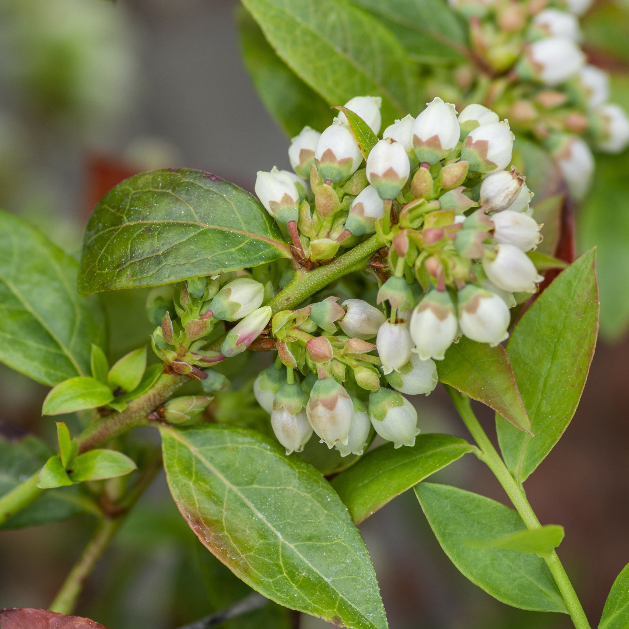 National Plant Network 1 gal. Bushel & Berry Midnight Cascade Blueberry Plant