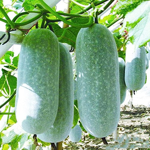 Premium Wax Gourd Seeds Winter Melon Ash Gourd White Gourd Seeds for Planting Non GMO