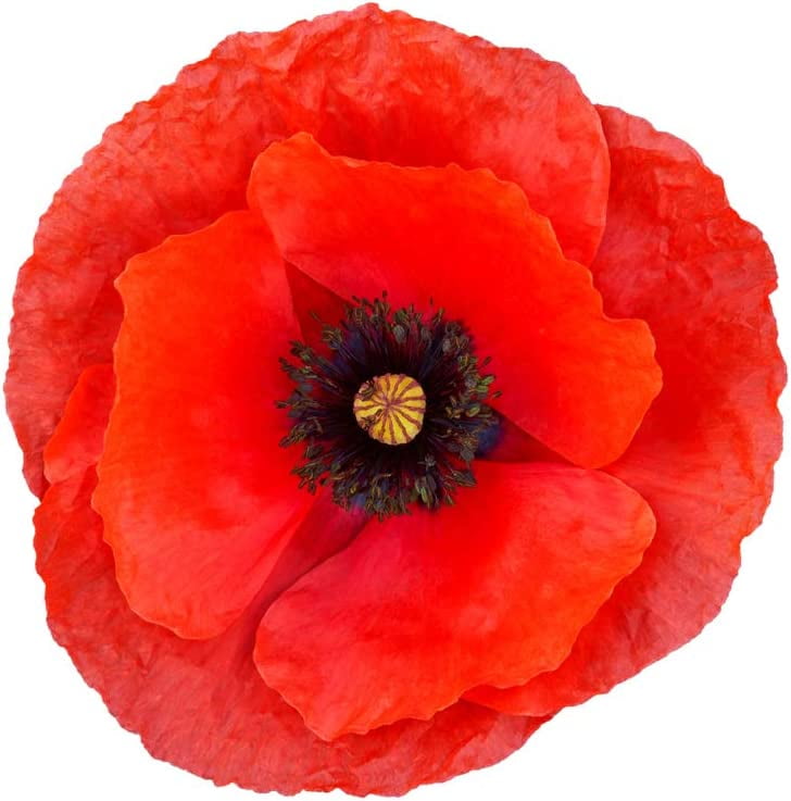 1000 Red Poppy Seeds for Planting - Grow Exotic Red Poppy - Walmart.com