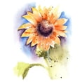 thumbnail image 2 of Shefranov, Olga 15x18 White Modern Wood Framed Museum Art Print Titled - Sunflower I, 2 of 4