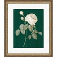 thumbnail image 1 of Great Art Now White Roses on Green II by Wild Apple Portfolio, Framed Wall Art, 18.75W x 22H, 1 of 3